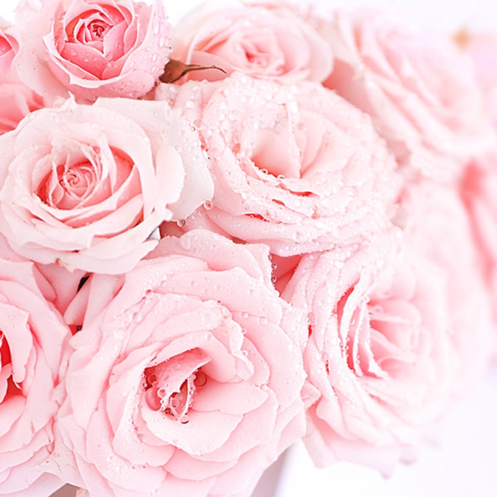 Meet your Posher, Pink